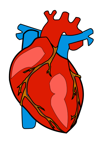Real human heart clipart