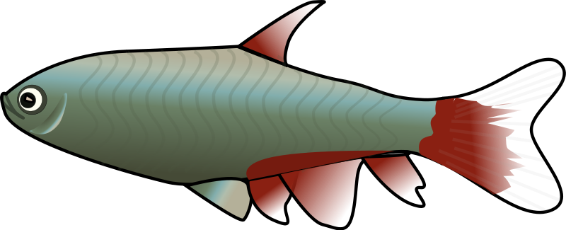 Animated fish clipart