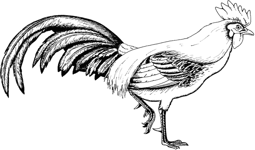 Rooster Drawing | Drawing Images