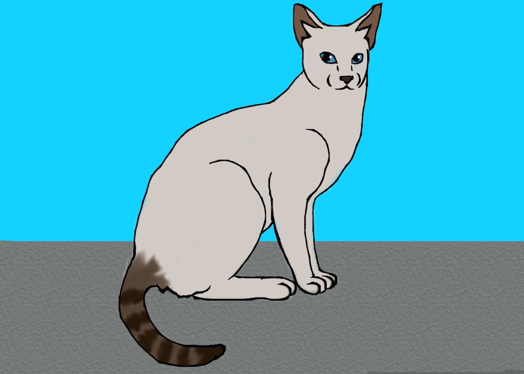 Siamese Cat