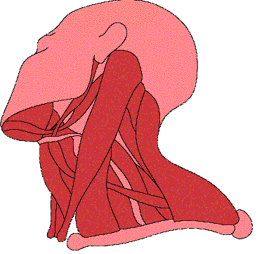 Human Muscles
