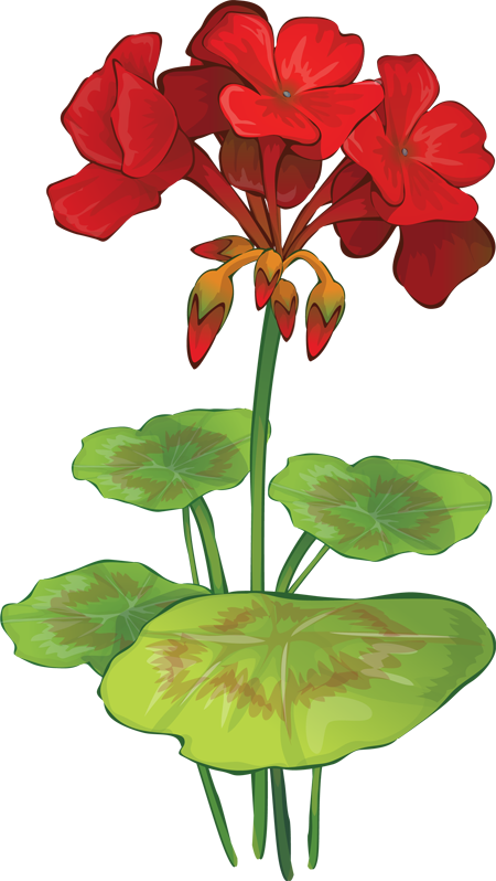 Geranium