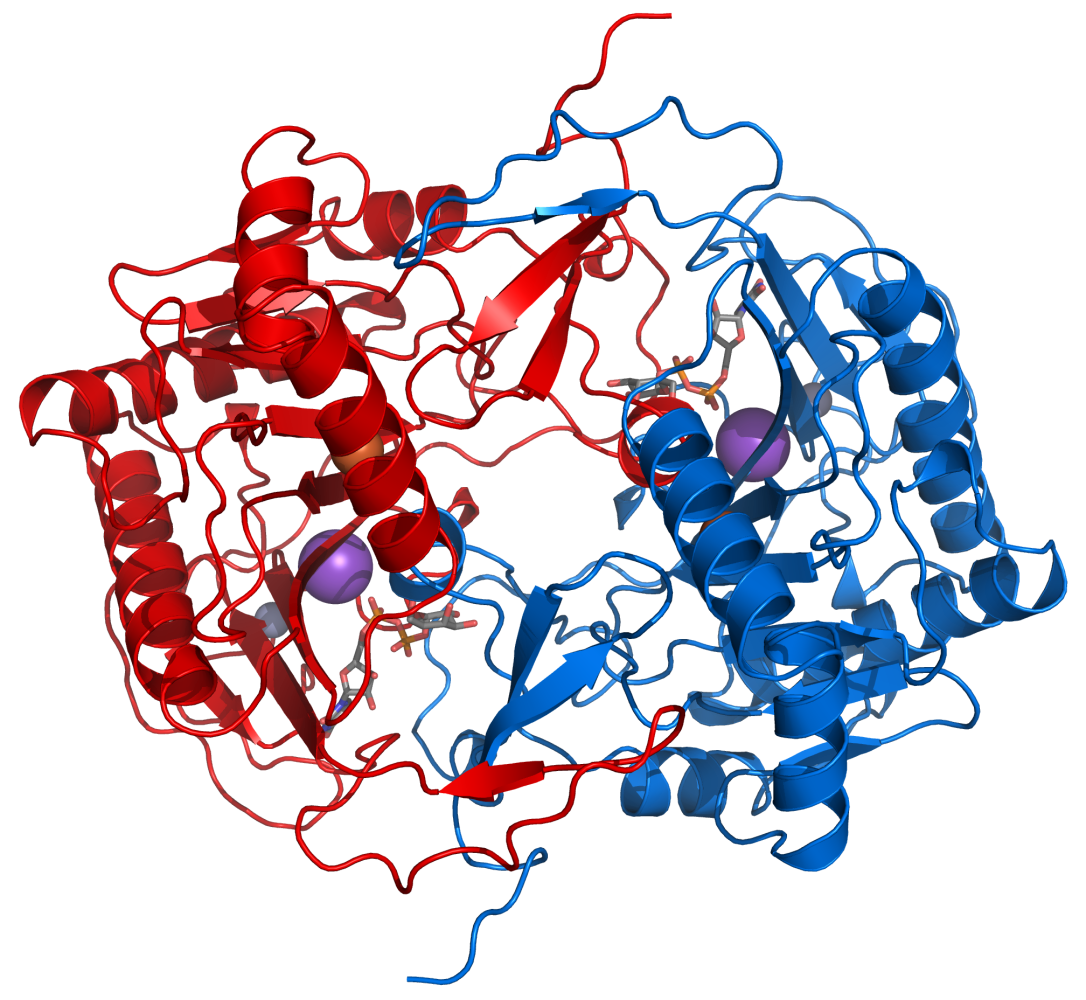 Protein dimer