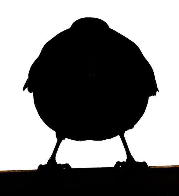 Silhouette..... Female Blackbird | Flickr - Photo Sharing!