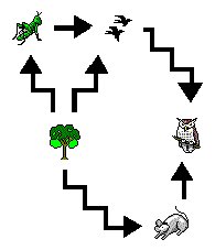 Food Chains and Food Webs