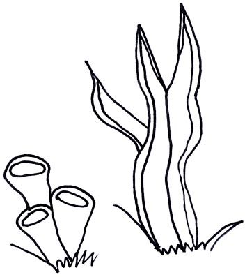 1000+ images about seaweed images