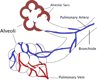 GCSE Science/Breathing and Respiration - Wikibooks, open books for ...