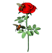3D Bee and Rose animation. Free bee animated gifs