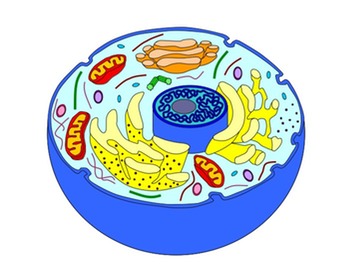 Cell Project on emaze