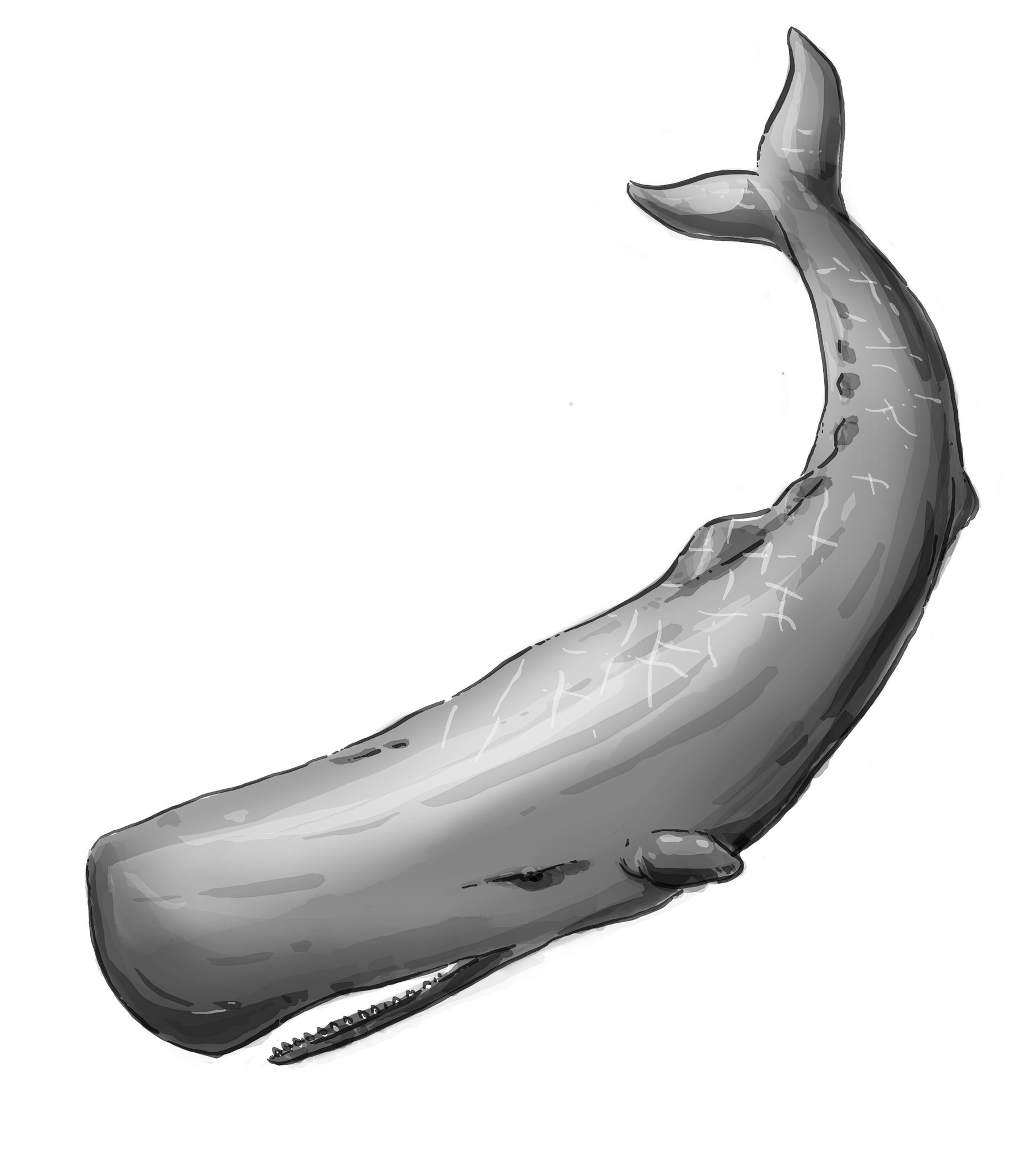 Cute and Cool Unique Sperm Whale Graphic Novelty Stacking Coffee ...