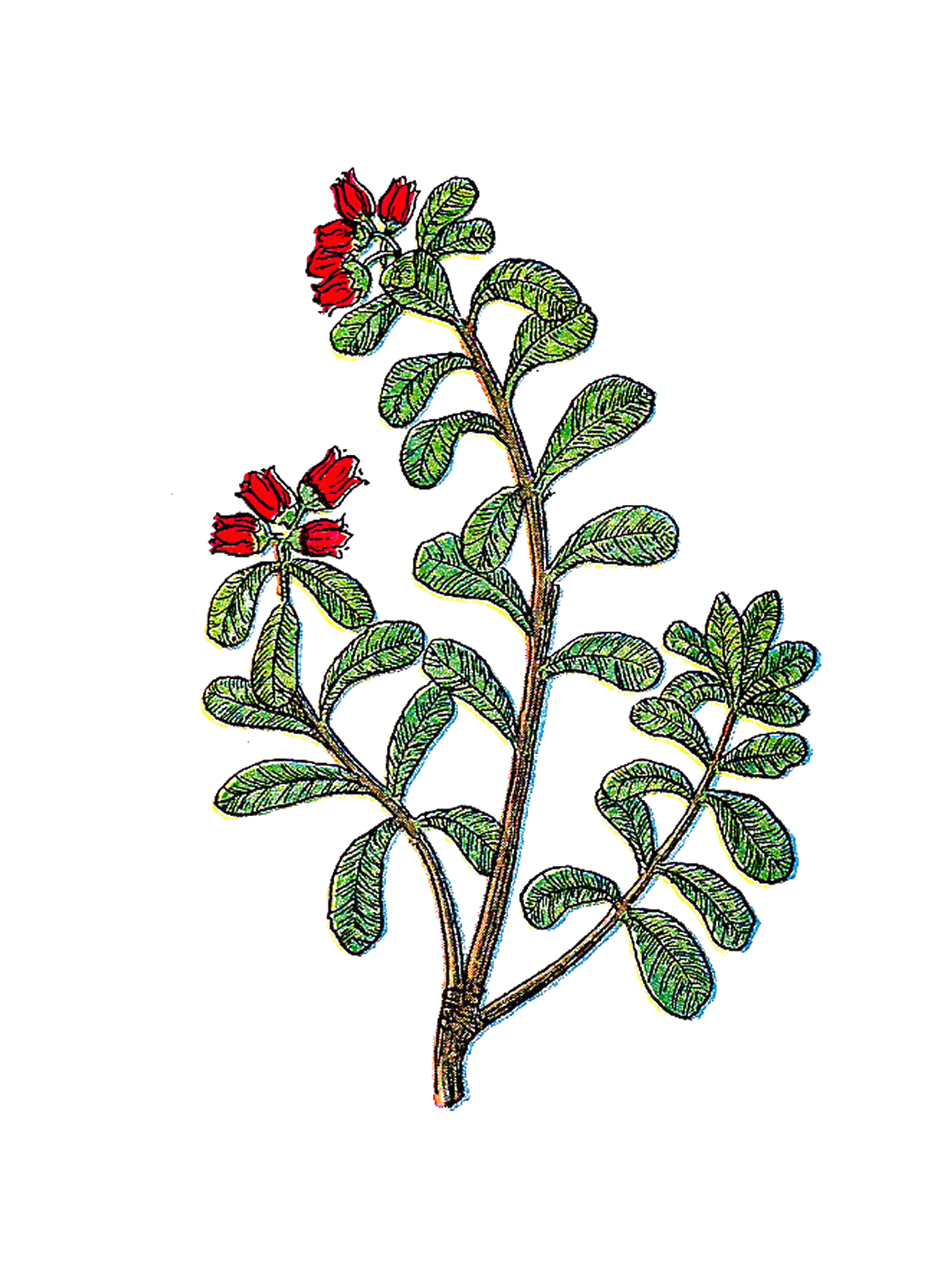 Antique Images: Free Flower Clip Art: Vintage Herb Graphic of ...