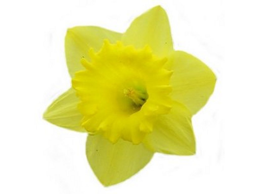 Daffodil Clipart
