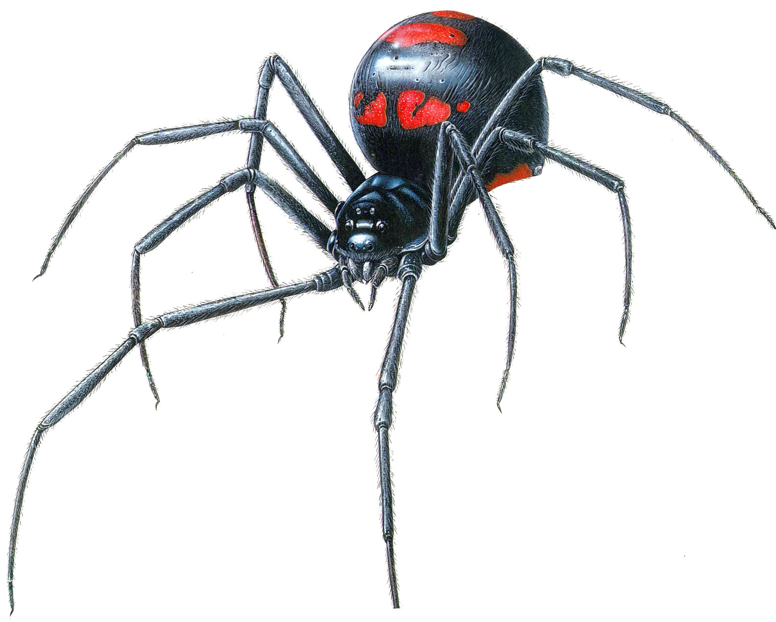 1000 idÃ©es sur le thÃ¨me Black Widow Spider sur Pinterest ...