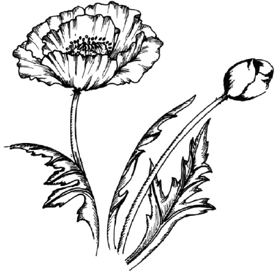 Flowers Line Drawing | Free Download Clip Art | Free Clip Art | on ...