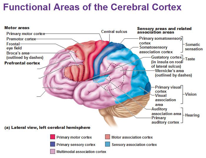 Human Brain Diagram | The Human ...