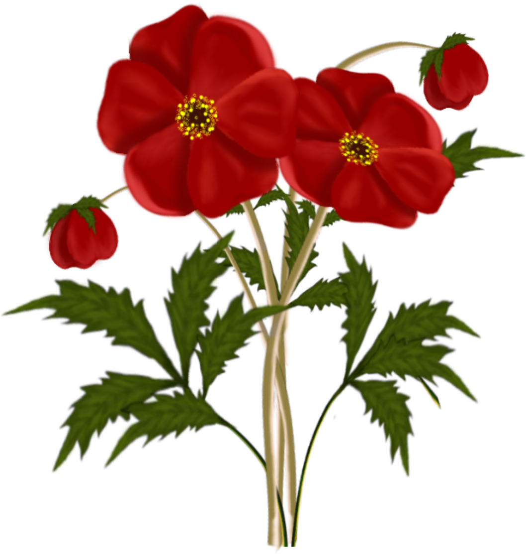 Frames & png: red flowers