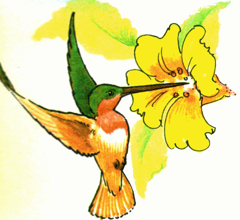 Hummingbird Clipart - Free Clipart Images