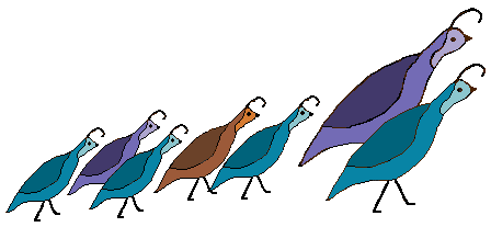 Quail Clipart