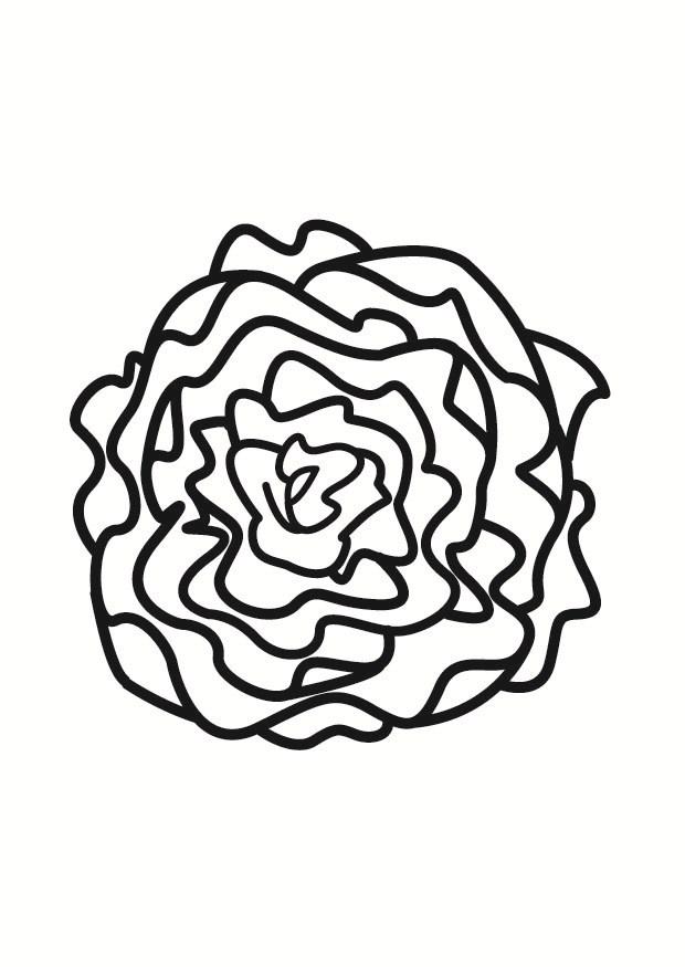 Lettuce Coloring Page - AZ Coloring Pages