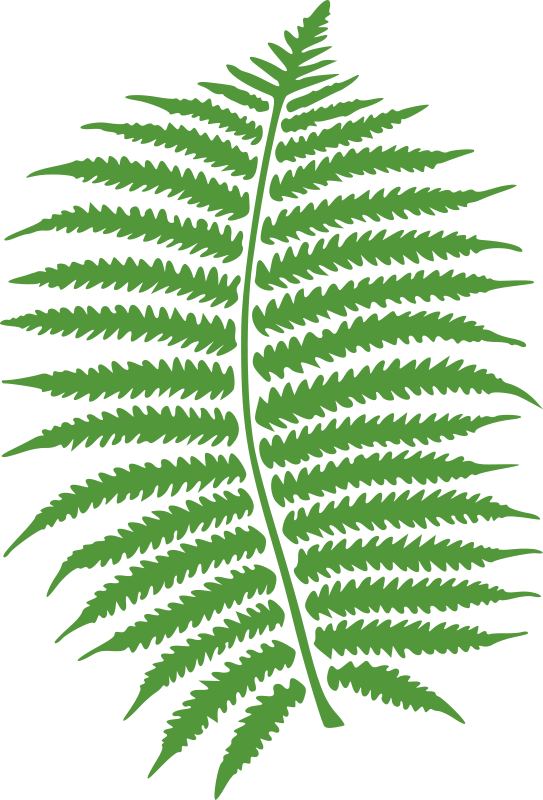 Clipart - fern