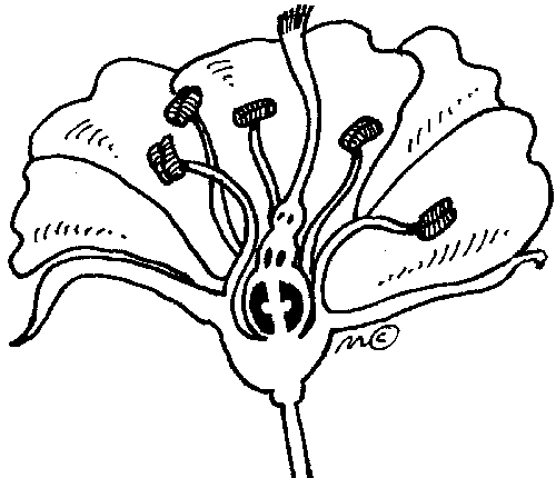 Flower cut clipart.gif