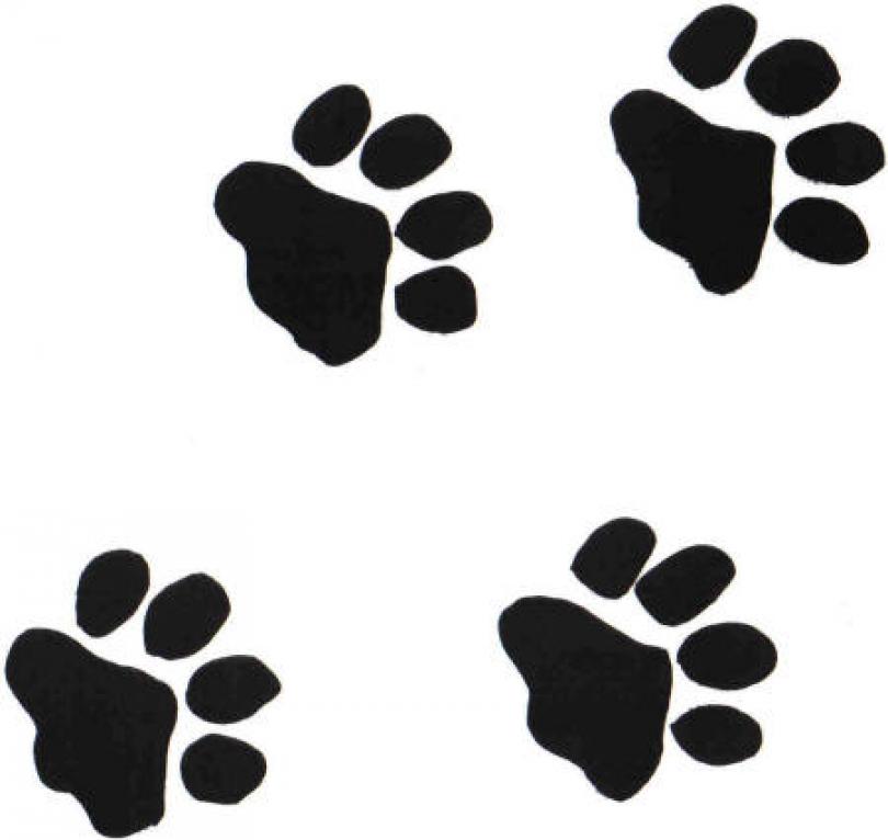 Panther Paw Prints