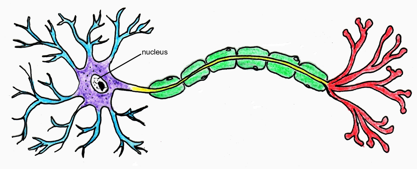 Psychology 3313 > Wenk > Flashcards > Electrophysiology I (Neuron ...