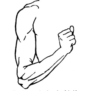 Arm pictures clip art