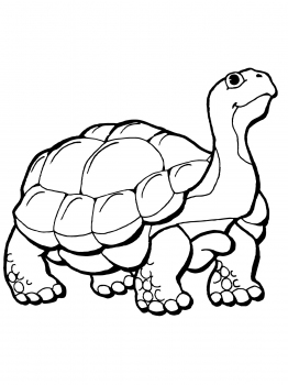 1000+ images about tortoise | Home, How to draw and ...