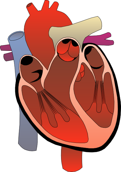 Circulatory System Clipart