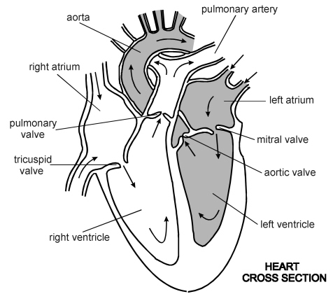 DIAGRAM OF HEART - Unmasa Dalha