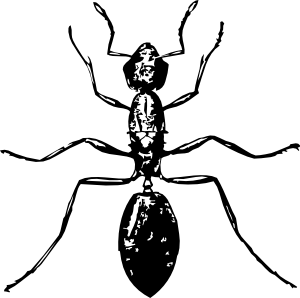 Ant Outline Template - ClipArt Best