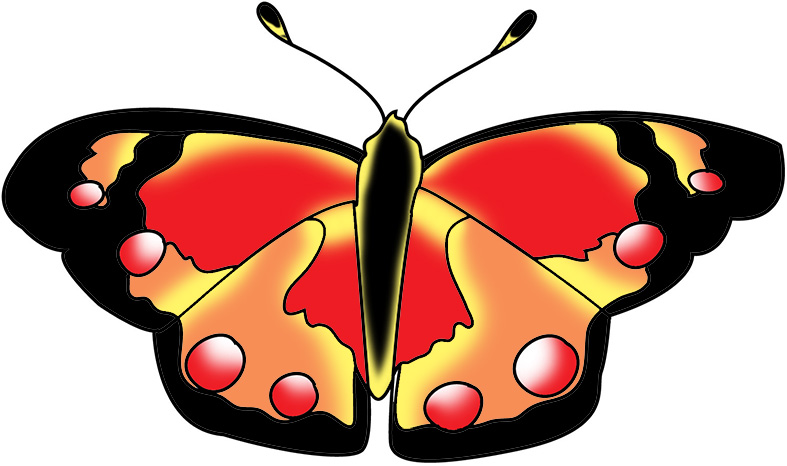 Beautiful butterfly images