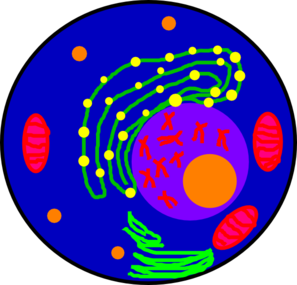 Clip Art Of Human Cells Clipart