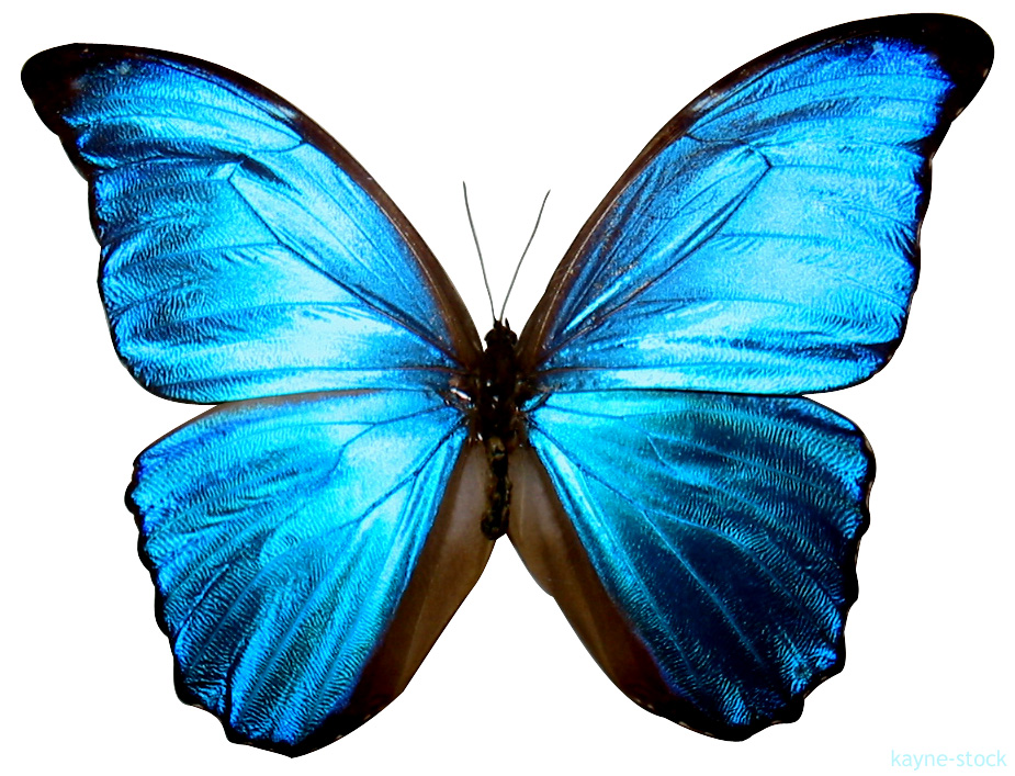 Blue Butterfly Drawings - ClipArt Best