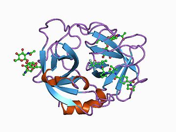 Neutrophil elastase - Wikiwand