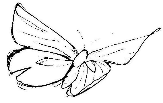 sketches of butterflies