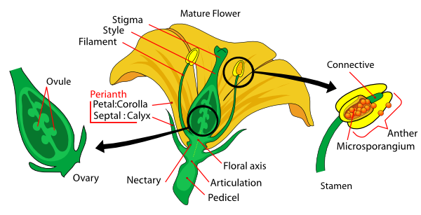 Mature Flower Diagram clip art - vector clip art online, royalty ...