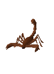 Scorpion - 2006scape Wiki