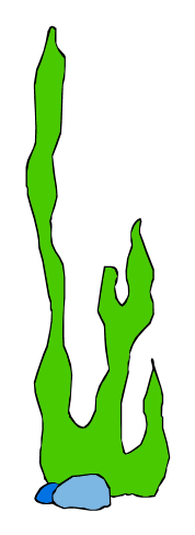 Cartoon Seaweed - ClipArt Best
