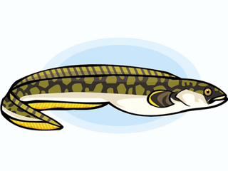 Eel Clipart | Free Download Clip Art | Free Clip Art | on Clipart ...