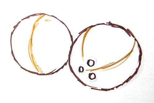 How to draw a Coconut Palm Tree