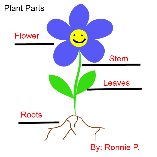 Parts of a plant for kids clipart