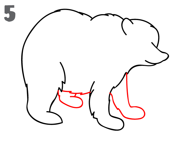 How To Draw a Bear - Step-