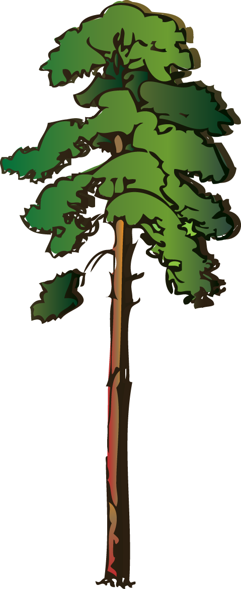 Tall pine tree clipart