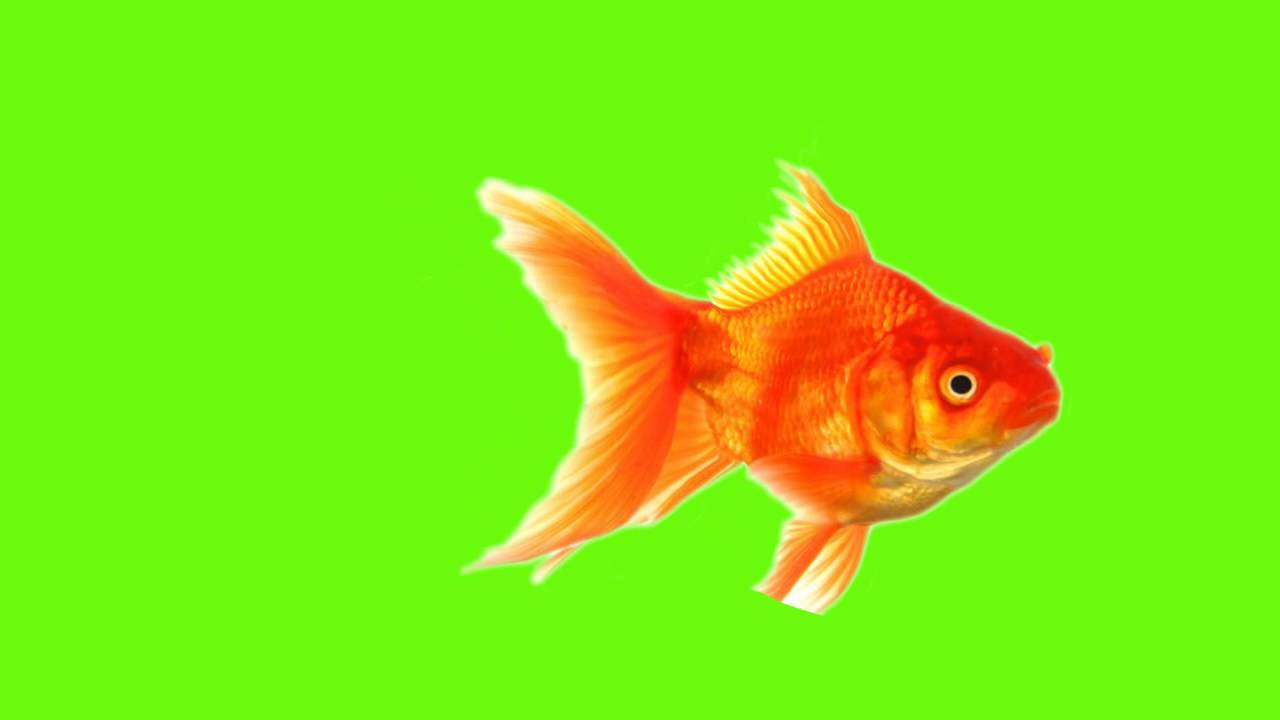 Green screen Gold Fish moving of bs animations - YouTube