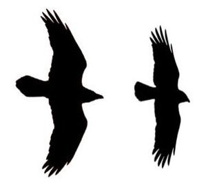 Flying Raven Silhouette - ClipArt Best