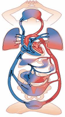 CardiovascularSystem2.jpg