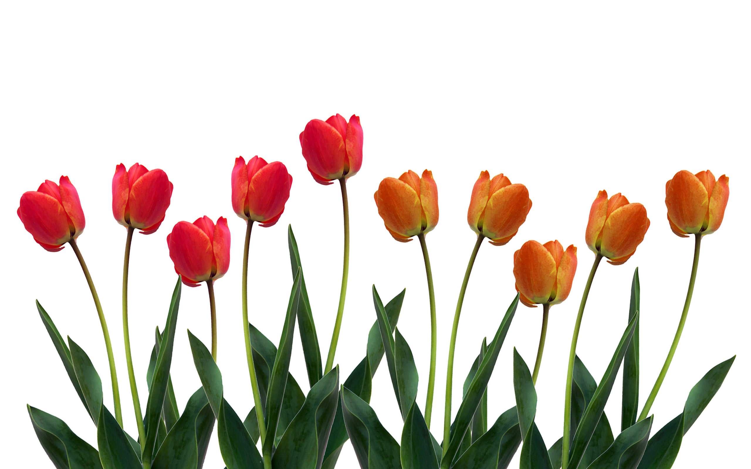 Tulip flower clipart hd - ClipartFox