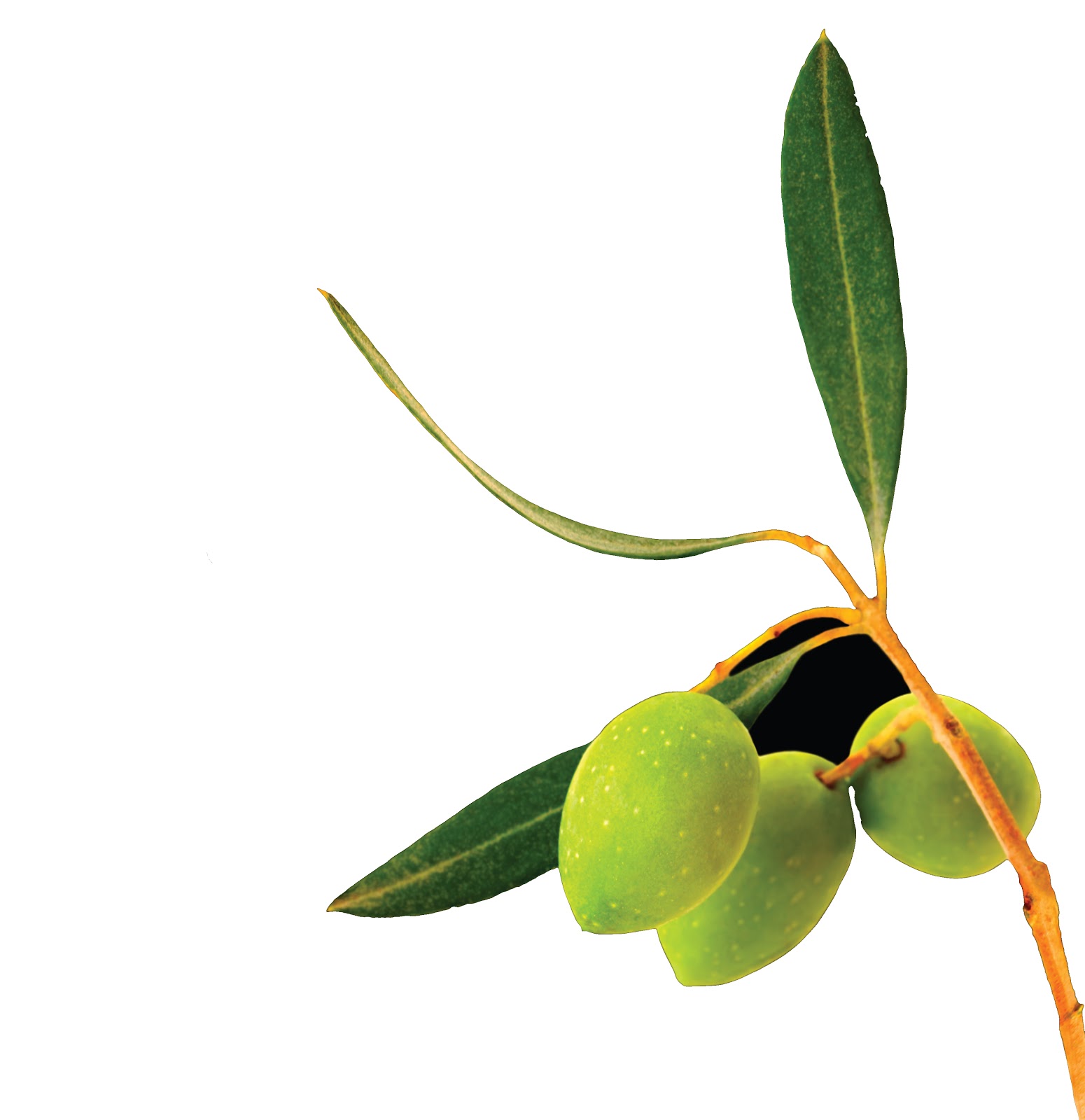 Olive Branch Bath and Beauty Line: Organic Shampoo and Conditioner